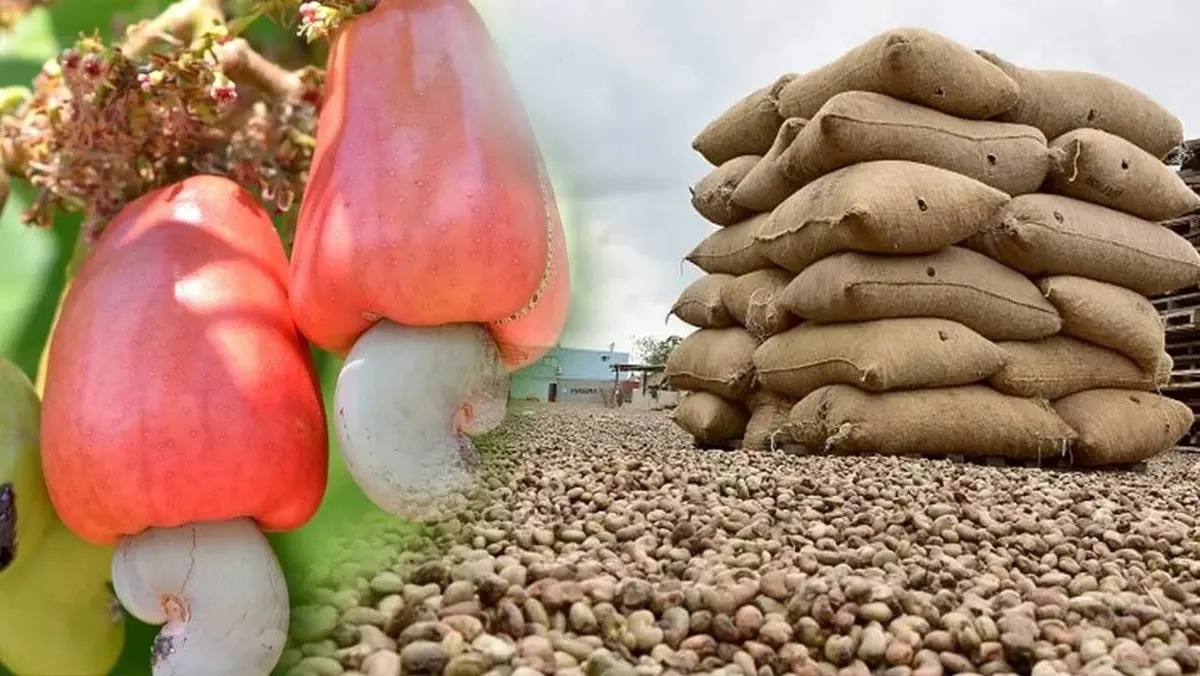 East Africa Avocado and Cashew Export: Crop Licence, Not Company Setup