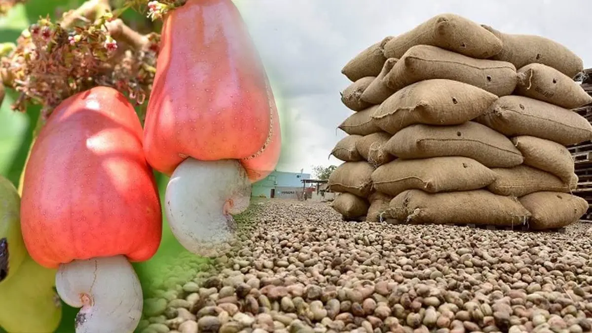 Raw cashew apples on the tree, in-shell nuts and export sacks in Tanzania
