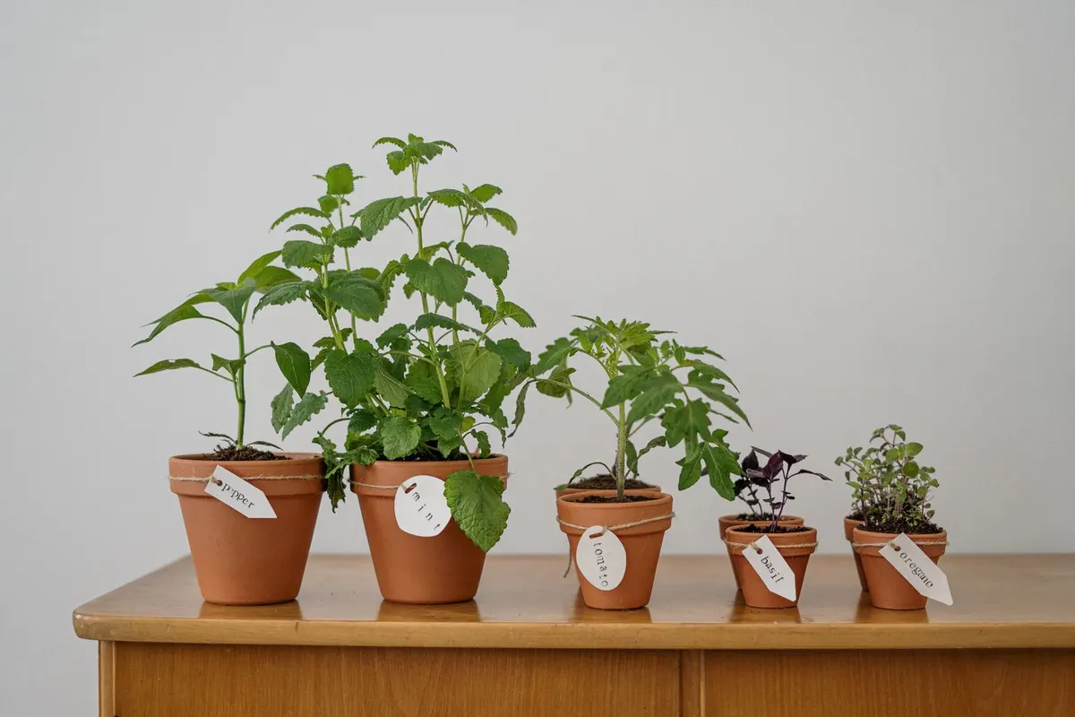 herb garden — Company Registration & Bank Setup in Tanzania