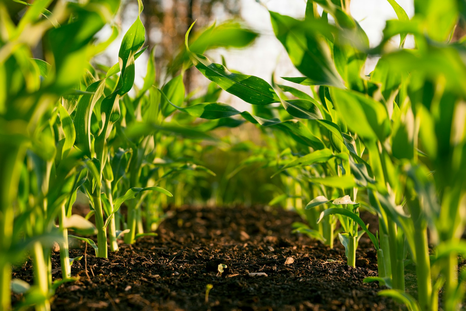 Importing Fertilizer into Tanzania: Permits, Registration and the Fertilizer Information System — subject file, personal data redacted